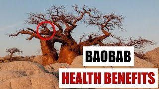 Baobab Benefits for Health [upl. by Rotceh]