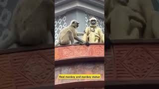 real monkey and monkey statue shortvideo shorts trending monkey real trending [upl. by Sisi]