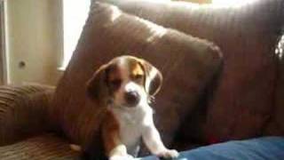 beagle puppy howl [upl. by Donnie812]