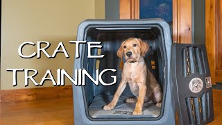 Labrador Retriever Crate Training Your Puppy  How To Avoid Separation Anxiety With Your Dog [upl. by Horgan]