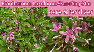 Eranthemum LaxiflorumShooting Star Plant Care Eranthemum Laxiflorum  Pink Tagar plant की देखभाल [upl. by Egroej]