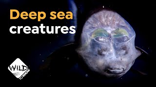 These Fascinating Creatures Live in the Deep Sea  Wild to Know [upl. by Elfreda]