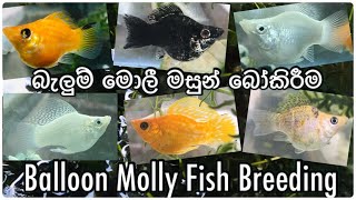 Balloon Molly Fish Breeding  බැලුන් මොලී මසුන් බෝකිරීම [upl. by Einrae]