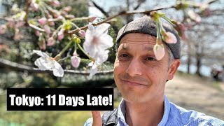 Tokyo Cherry Blossoms Arrive 11 Days Late [upl. by Tom]