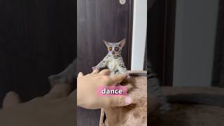 Bushbaby ダンサー🐵イーサ現る🤣shots bushbaby ショウガラゴ ブッシュベイビー おさるさん [upl. by Calder]