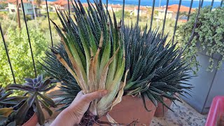 take out aloe aristata it has a lots of babies [upl. by Eelitan]