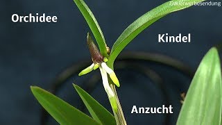 Die Welt der Orchideen Kindel teilen und Pflege der Orchidee [upl. by Eidahs232]