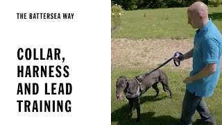 Collar Lead and Harness Training  The Battersea Way [upl. by Andie]