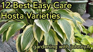 SECRETS to Growing Huge Hosta  QUICKLY [upl. by Jews165]