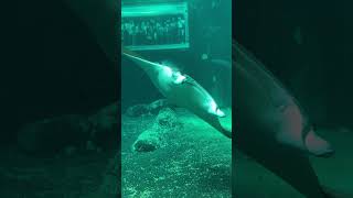 Visite Nausicaa  Le Plus Grand Aquarium D’europehttpsyoutubeAYr4MbCUxYY nausicaa [upl. by Iliam]