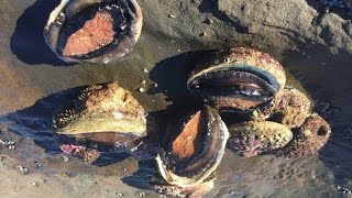 Abalone diving and processing abalone [upl. by Lizned]