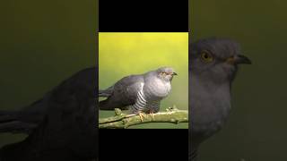 Common Cuckoo Sound Kukačka obecná Cuculus canorus Sounds [upl. by Roda977]