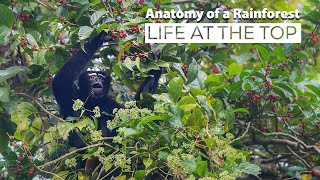 Anatomy of a Rainforest Life at the Top [upl. by Doley]