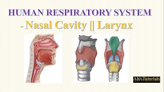 Lec 01 Nasal Cavity amp Larynx  Human Respiratory System [upl. by Acnoib]