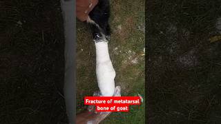 Fracture of metatarsal bone in goat goat fractureorthopedic plaster of Paris bandagesplint vets [upl. by Alyekahs]