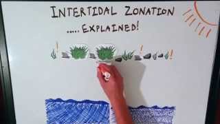 Intertidal Zonation Explained [upl. by Araas]