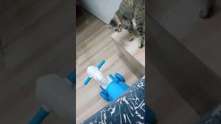 Catsf🤣🐈unniestshortvideo cutecat youtubeshort [upl. by Kiki]