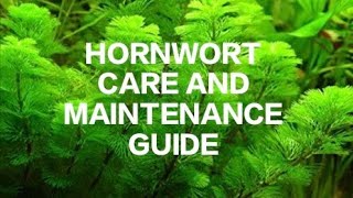 Hornwort care and maintenance guide [upl. by Azil643]