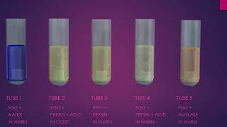 pepsin digestion of protein experiment [upl. by Christianson209]