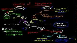 Physiologic Control of Hemostasis [upl. by Ssecnirp]