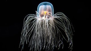 The Immortal Jellyfish [upl. by Morty]