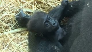 Dierentuin Artis Amsterdam 04 Het Gorillahuis met pas geboren gorilla [upl. by Alrzc]