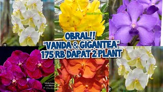 Promo live sale anggrek vanda amp rhyncostylis gigantea only 175k isi 2 plant😘no admin 085782741417 [upl. by Alitha]