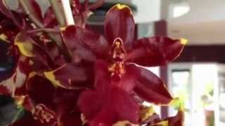 Orchid care Phalaenopsis alternative Colmanara Golden Red Star orchid on Vancouver Island [upl. by Merchant]