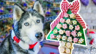 Make an Advent Calendar For Your Dog for Christmas 🎄  DIY Dog Crafts [upl. by Ardna]