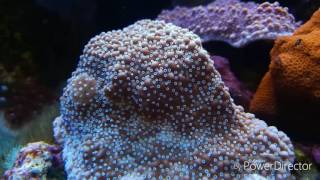 Montipora Reef tank Jewel vision 450 [upl. by Horton320]