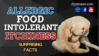 Food Adverse Reactions aka Food Allergies and Itchy Dog Skin [upl. by Mira]