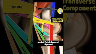 Fig 4A01 Anatomy of the Medial Patellar Retinacular Complex Part 1 [upl. by Mayberry]