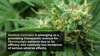 Medical Marijuana Strains for Fibromyalgia [upl. by Oringas]