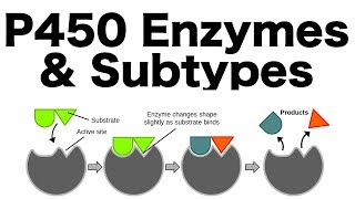 P450 Enzyme System Inducers Inhibitors amp Subtypes [upl. by Oberstone]