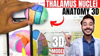 thalamus anatomy 3d  anatomy of thalamus nuclei anatomy [upl. by Arrej]