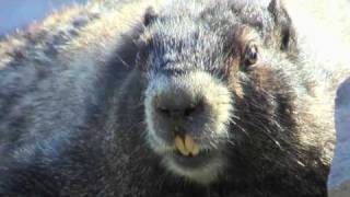 HOARY MARMOT [upl. by Narik]