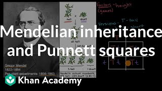 Mendelian inheritance and Punnett squares  High school biology  Khan Academy [upl. by Atihcnoc428]