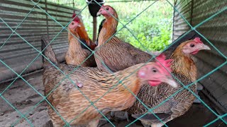 Tagong pwesto ng mga Sisiw gamefowlbreeder polomolok chicken [upl. by Crooks]