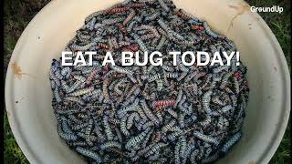 Eat a bug today Meet Phuti Kabasa and her thriving mopane worm business [upl. by Adigun840]