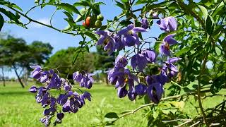 SOLANUM TRILOBATUM SOLANUM PROCUMBENS FLORES E FRUTOS DO CERRADO FRUTOS SILVESTRES NATUREZA [upl. by Viafore]