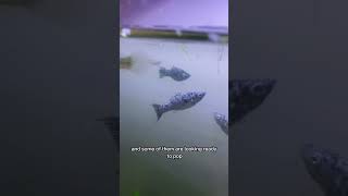 Mosquitofish about to give birth fyp shorts guppies fish molly hybrid aquarium fishkeeping [upl. by Eenwahs]