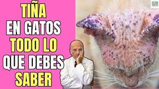 🚨 TIÑA HONGOS EN GATOSTRATAMIENTO REMEDIOS CASEROS CAUSAS SÍNTOMAS Y CONTAGIO 🚨 [upl. by Eelyak]