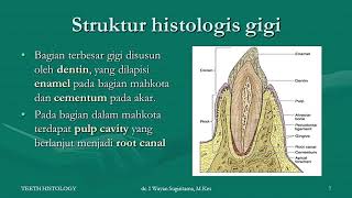 Histologi Gigi  Jaringan Periodontal dan Odontogenesis Bagian 1 [upl. by Hjerpe]