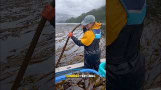 Bullwhip Kelp Algae Harvesting 😳 [upl. by Belle]