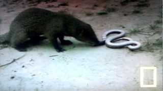 Cobra vs Mongoose best fight ever [upl. by Etnovert]