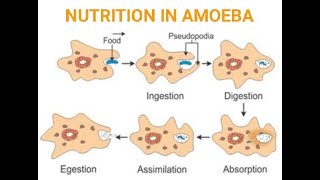 NUTRITION IN AMOEBA AND PARAMECIUMHOLOZOIC NUTRITION WITH EXCBSECLASS 10CHAPTER 6LIFE PROCESSES [upl. by Eetsirk]