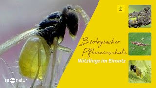 Biologischer Pflanzenschutz  Nützlinge im Einsatz [upl. by Bamford555]