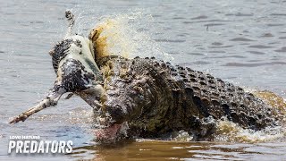 Saltwater Crocodile Unleashes Death Roll  Deadly Australians 102 [upl. by Fernand899]