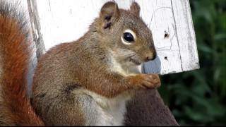 Red Squirrel Hot Tub Play [upl. by Yrogiarc]