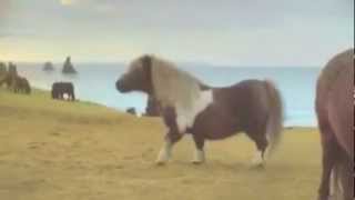 Dance Pony Dance Findus Advert  GOATS REACTION [upl. by Earezed]